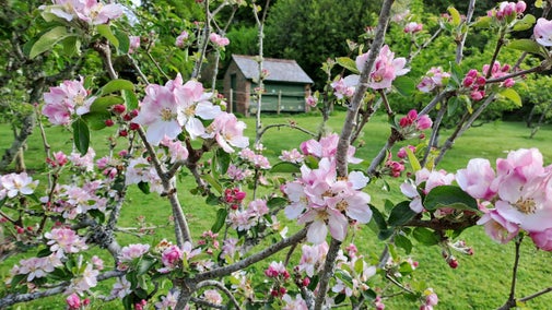 Apple blossom on a tree with a small brick building in the background